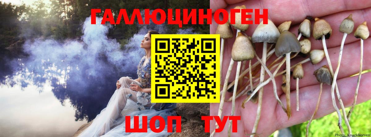 Галлюциногенные грибы Psilocybe Верхний Уфалей